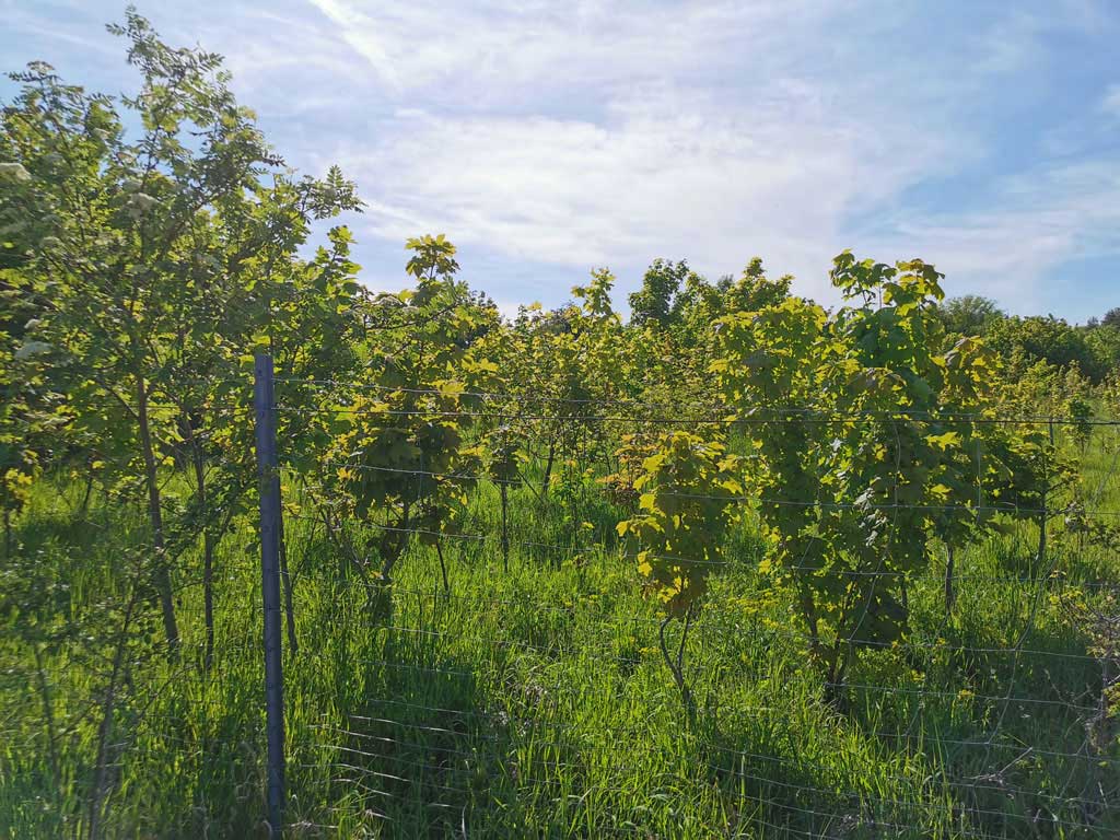 Engagement des Saegewerk Selle